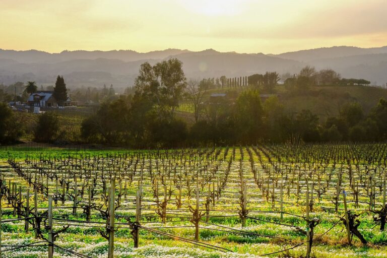 Limerick Lane Winery-Russian River Valley